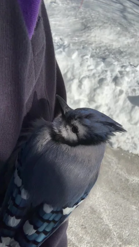 Delivery Driver Makes Friends With a Blue Jay, Sands Point, New York, USA - 01 F Stock Footage 328116944