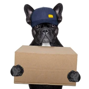 Delivery post dog Foto stock