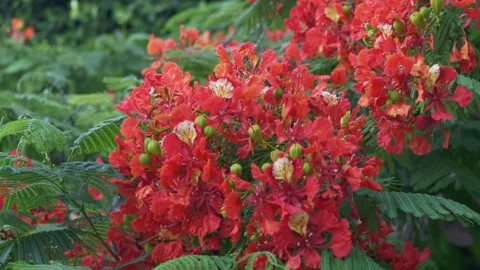 Delonix regia flame tree blooming with vivid red flowers in warm Mediterranean 库存影片 345653381