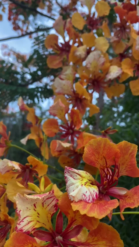 Delonix regia Video stock 242436267