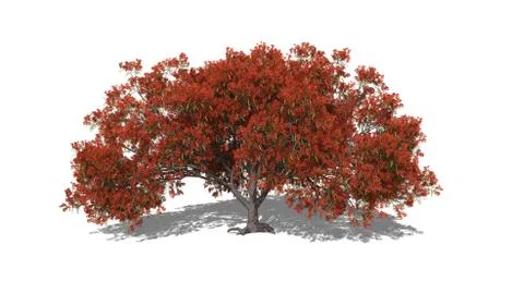Delonix regia Stock Illustration