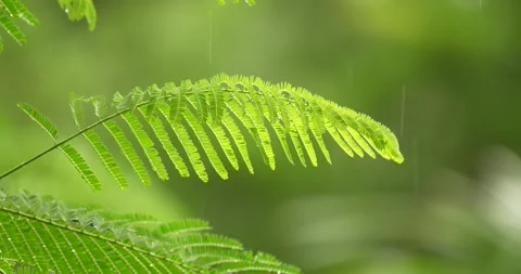 Delonix regia leaf moving in the wind during raining season. Stock Footage 279758685