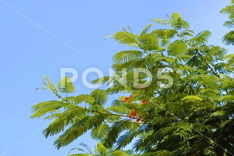 Delonix regia is a species of flowering plant in the bean family Fabaceae Stock Photos