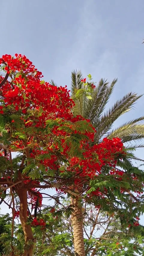 Delonix regia tree Stock Footage 336244879