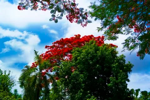 Delonix regia tree. Foto stock