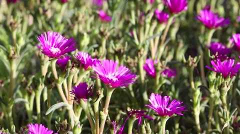 Delosperma cooperi Stock Footage 63471756