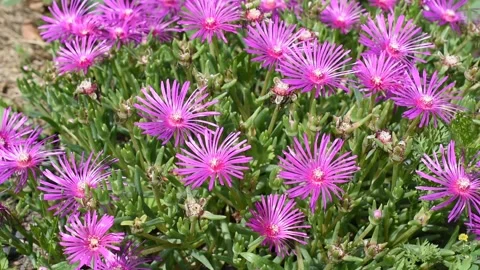 Delosperma cooperi Stock Footage 134485401