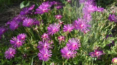 Delosperma cooperi Stock Footage 134574913