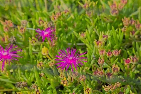 Delosperma cooperi. Foto stock