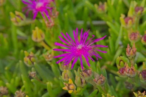 Delosperma cooperi. Stock Photos