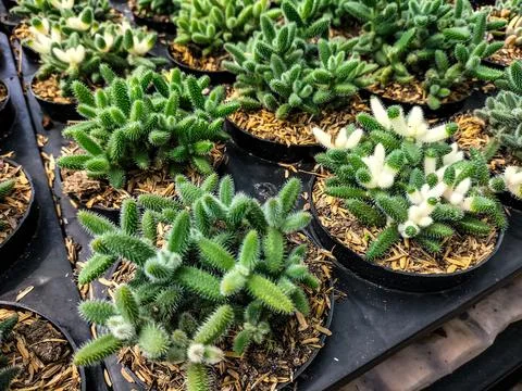 Delosperma Echinatum Stock Photos