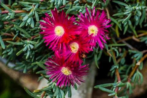 DELOSPERMA FLOWERS Stock Photos