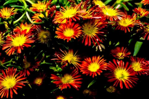 DELOSPERMA FLOWERS Stock Photos