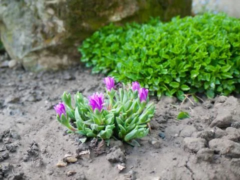 Delosperma Photos