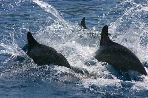 Delphin Stock Photos