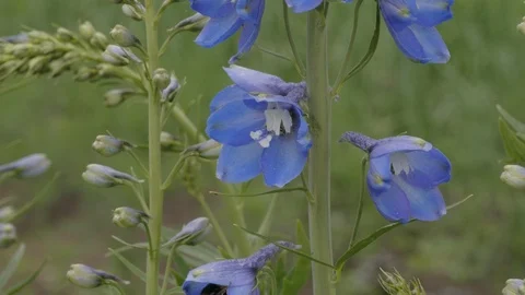 Delphinium and bumblebee Stock Footage 101451268