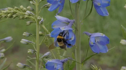Delphinium and bumblebee 動画素材 101451379