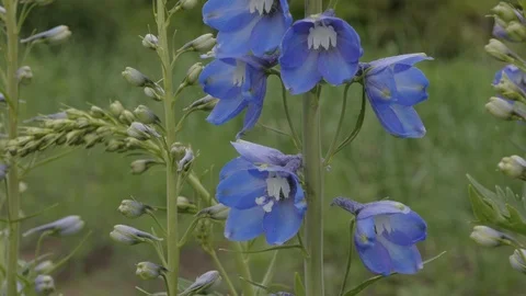 Delphinium and bumblebee 動画素材 101452124