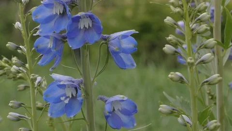 Delphinium and bumblebee 動画素材 101452234