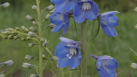 Delphinium and bumblebee Stock Footage 101452404
