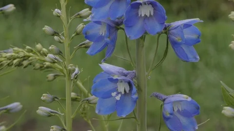 Delphinium and bumblebee Stock Footage 101452539