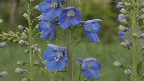 Delphinium and bumblebee Stock Footage 101452749