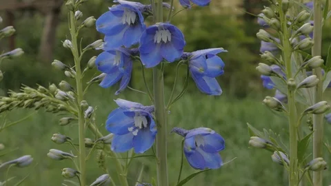 Delphinium and bumblebee 動画素材 101452807