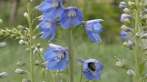 Delphinium and bumblebee 動画素材 101454217