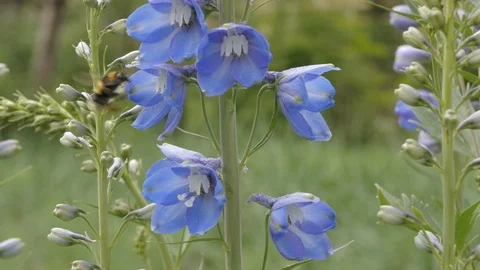 Delphinium and bumblebee Stock Footage 101454308