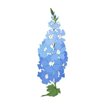 Delphinium flower stem vector isolated on white background Stock Illustration