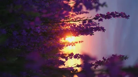Delphinium flowers close-up sunset. Stock Footage 201356350