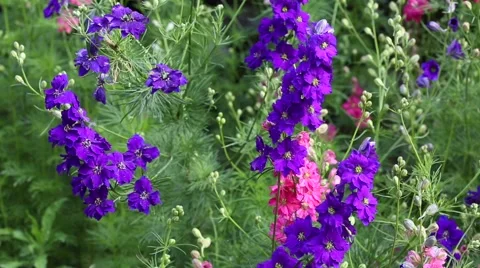 Delphinium flowers Stock Footage 63221230