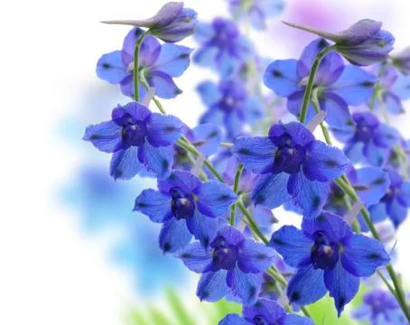 Delphinium flowers Stock Photos