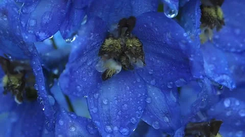 Delphinium Stock Footage 25184544