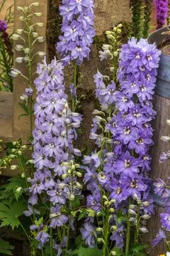 Delphinium Stock Photos