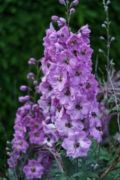 Delphinium Stock-Fotos