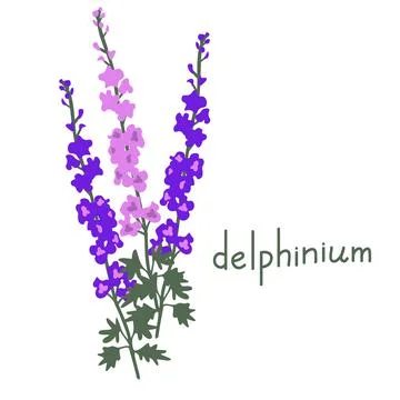 Delphinium vector illustration Stock Illustration