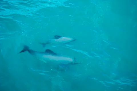 Delphins Stock Photos