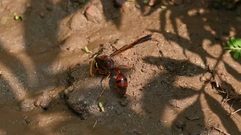 Delta conoideum or mason wasp. Stock Footage 310359947