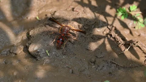 Delta conoideum or mason wasp. Видео 310360044