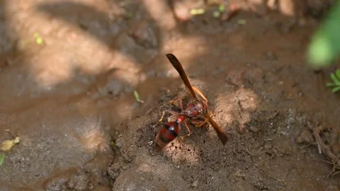 Delta conoideum or mason wasp. 動画素材 310360406