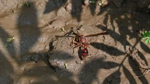 Delta conoideum or mason wasp. 動画素材 310395829