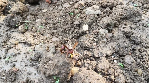 Delta conoideum or mason wasp. Stockbeeldmateriaal 325724293