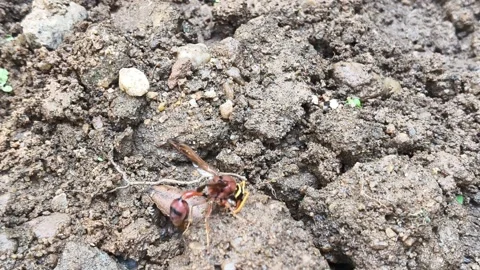 Delta conoideum or mason wasp. Видео 325724296