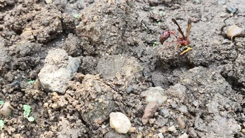 Delta conoideum or mason wasp. Stockbeeldmateriaal 325724303