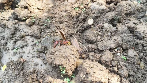 Delta conoideum or mason wasp. Видео 325724308