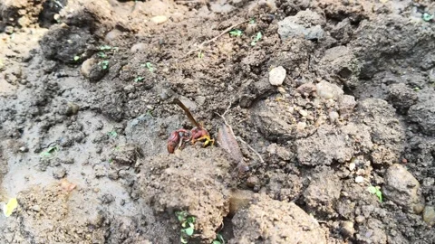 Delta conoideum or mason wasp. 库存影片 325724311