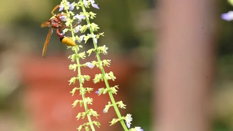 Delta conoideum or mason wasp sucking juice of flower. Stock Footage 318827969