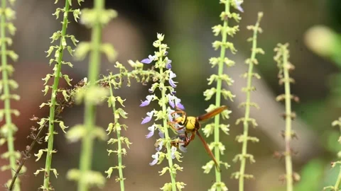 Delta conoideum or mason wasp sucking juice of flower. Vídeos de archivo 318827983