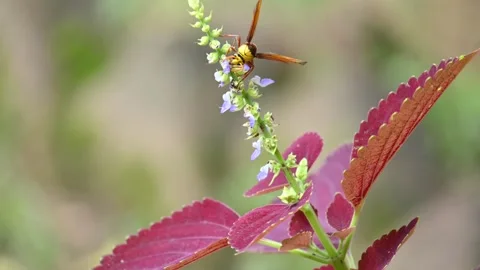Delta conoideum or mason wasp sucking juice of flower. Vídeos de archivo 318828013